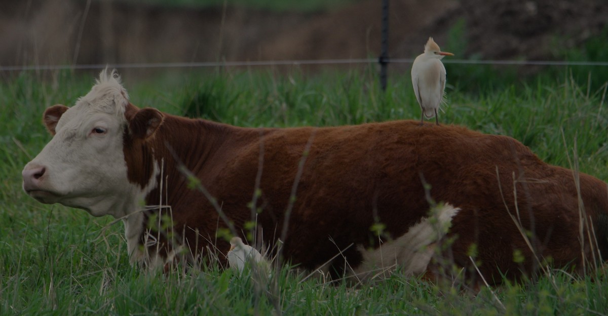 Western Cattle-Egret - ML618152483