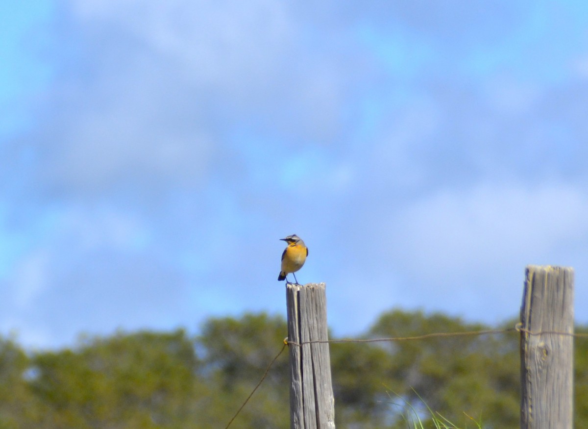 Northern Wheatear - ML618152484