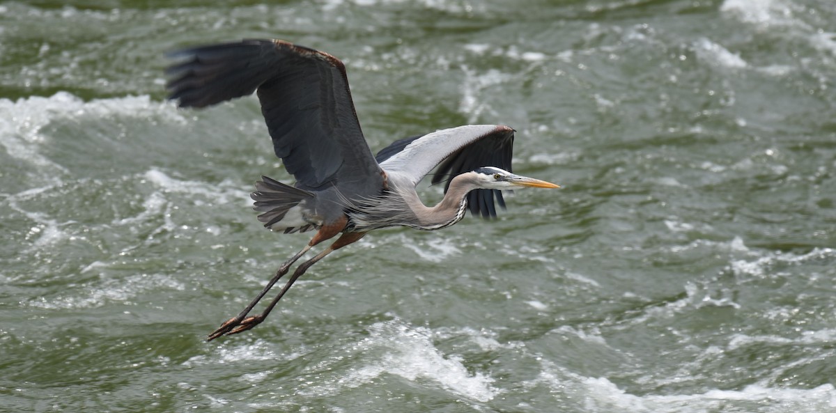 Great Blue Heron - Dan Rauch