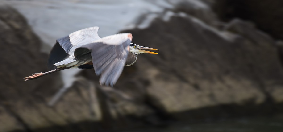 Great Blue Heron - Dan Rauch