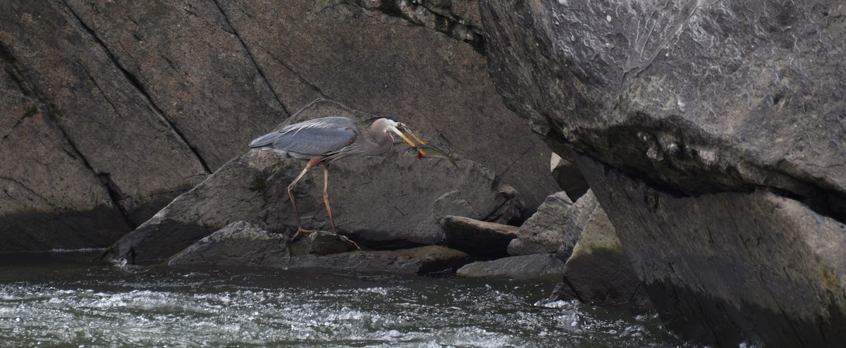 Great Blue Heron - Dan Rauch