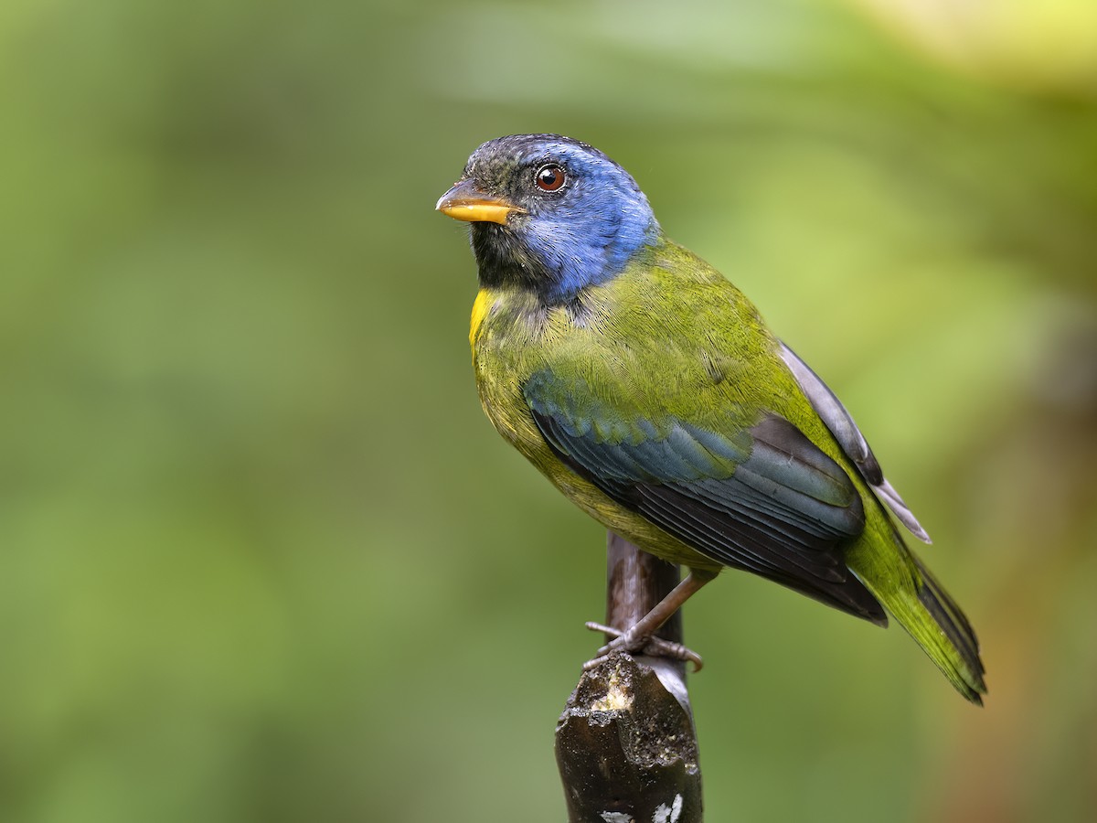 Moss-backed Tanager - Andres Vasquez Noboa