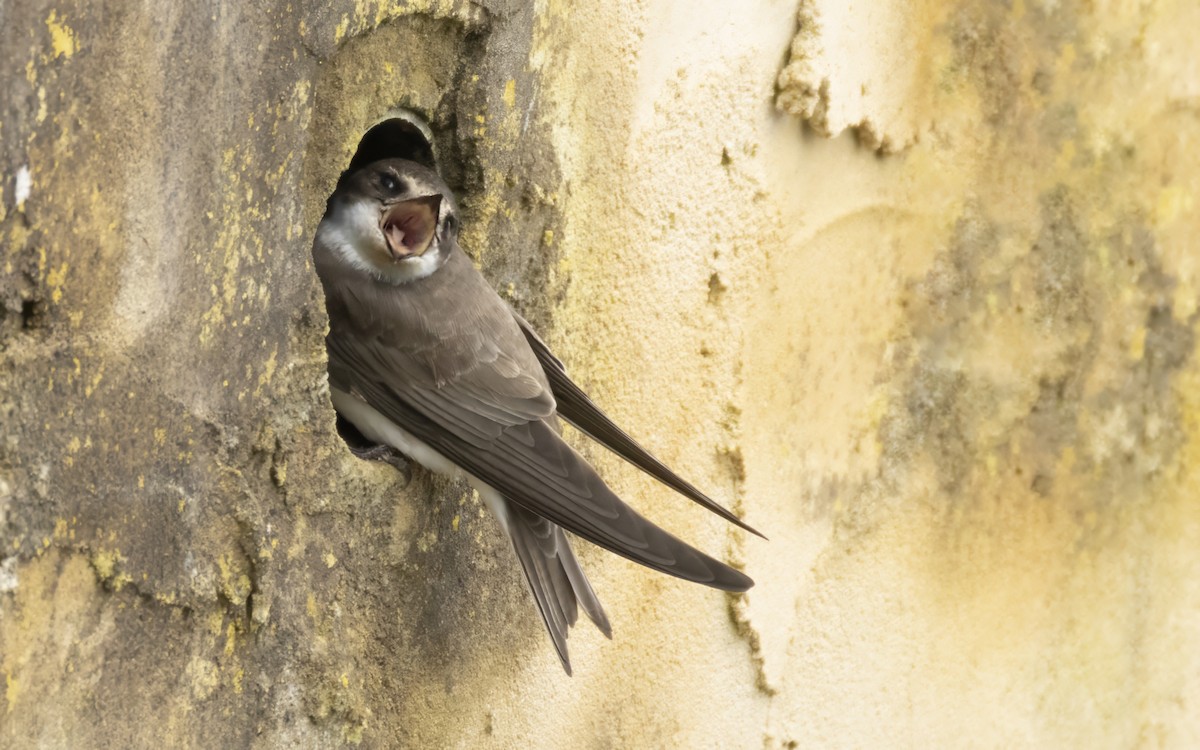 Bank Swallow - Bob  Wood