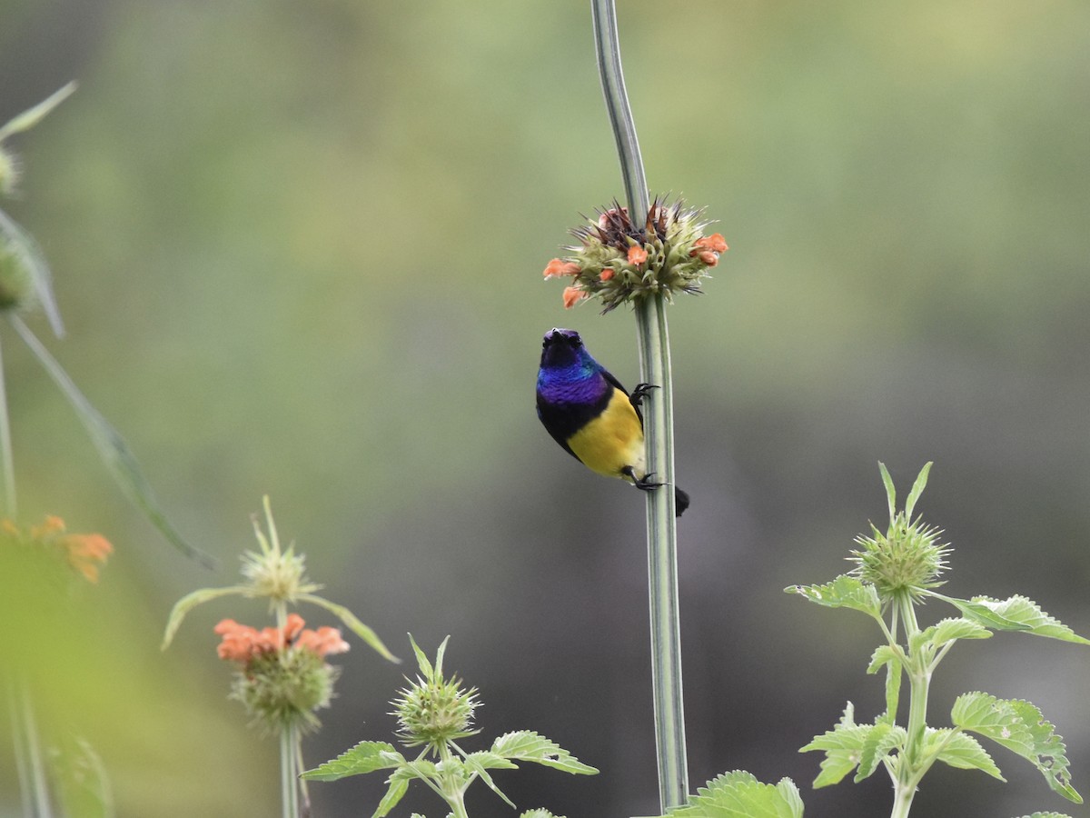 Variable Sunbird (Yellow-bellied) - Shirley Bobier