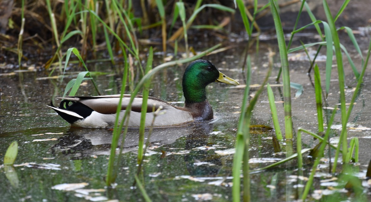 Mallard - Dan Rauch