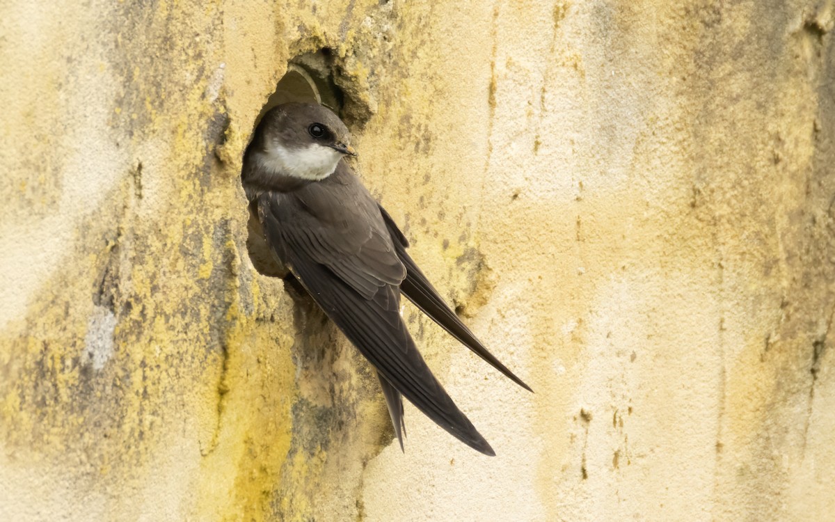 Bank Swallow - Bob  Wood