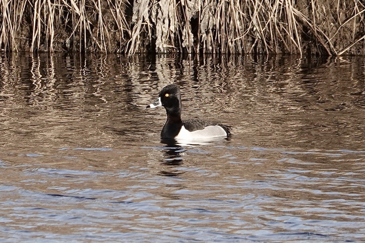 Ring-necked Duck - ML618152549