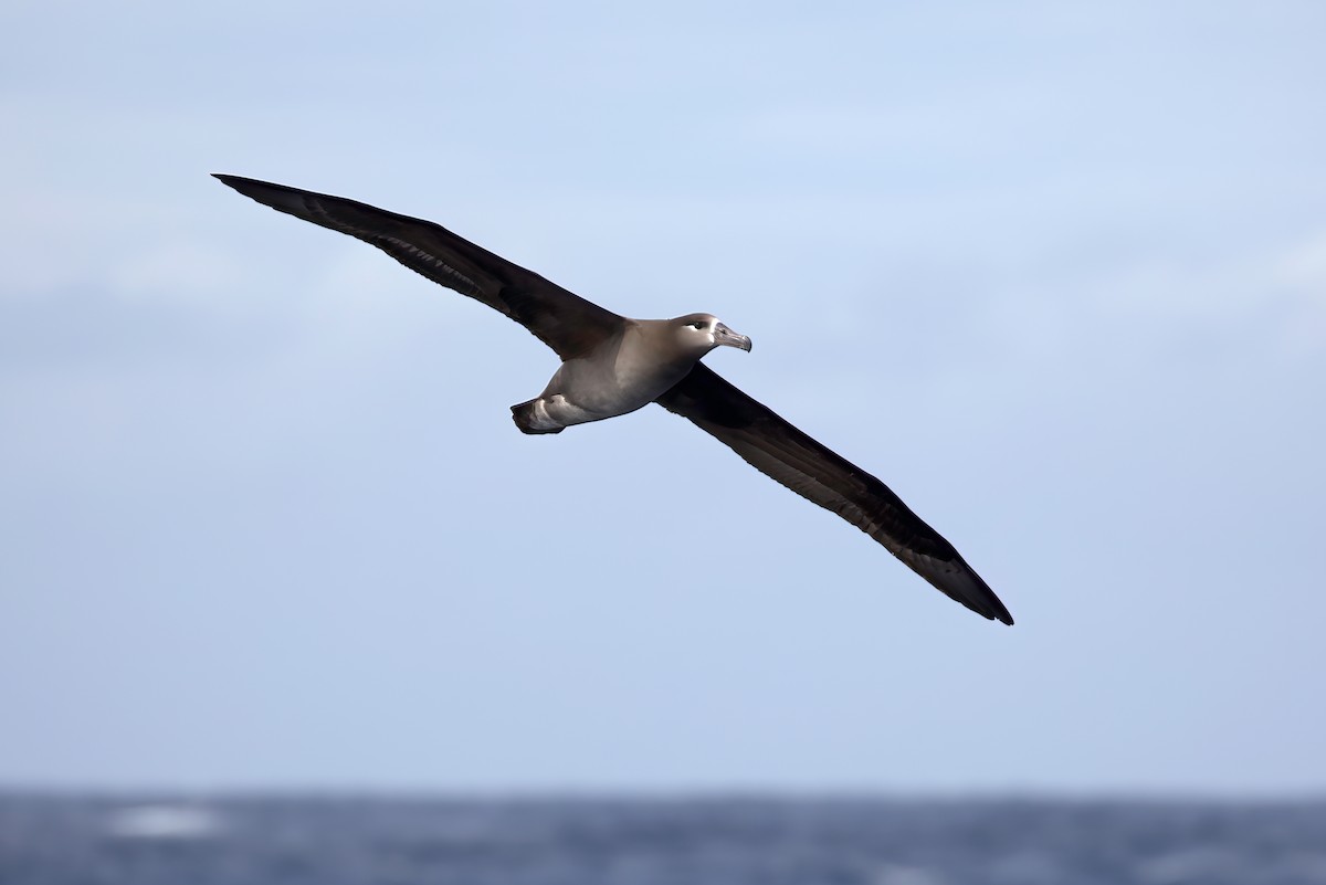 Black-footed Albatross - ML618152557