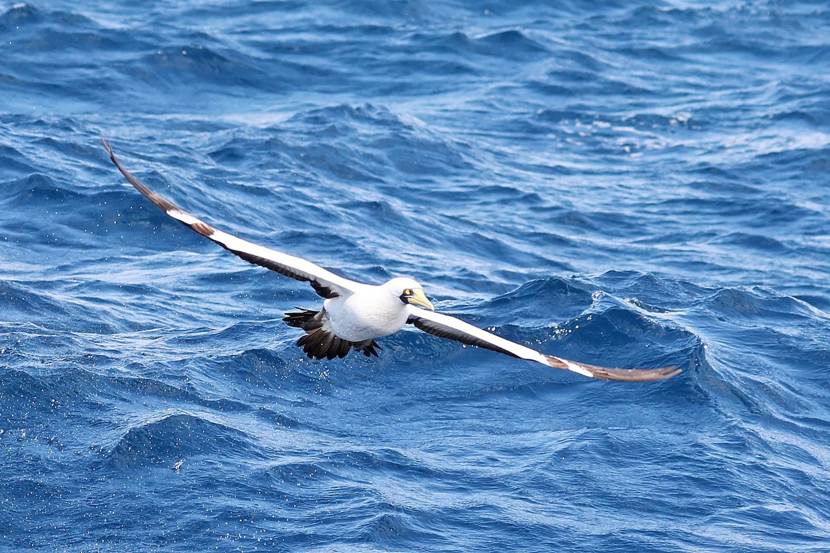 Masked Booby - Chih-Wei(David) Lin