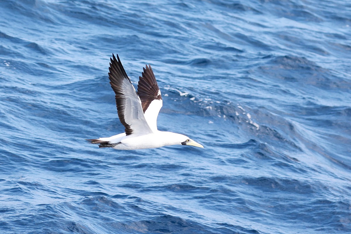 Masked Booby - Chih-Wei(David) Lin