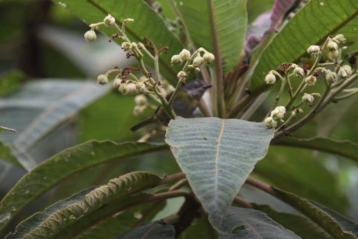 Common Chlorospingus (Northern Andes) - Desmond Allen