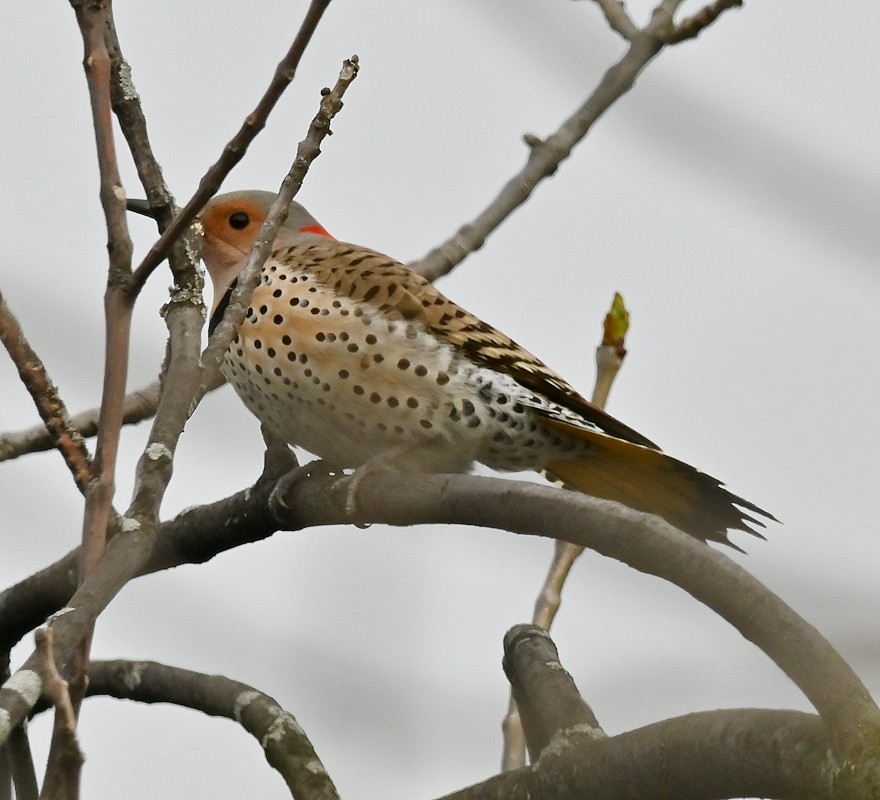 Northern Flicker - Regis Fortin