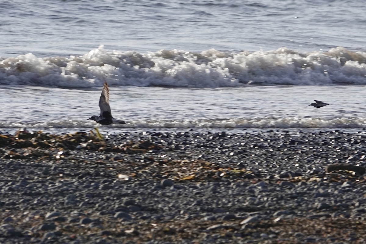 Black-bellied Plover - ML618152568