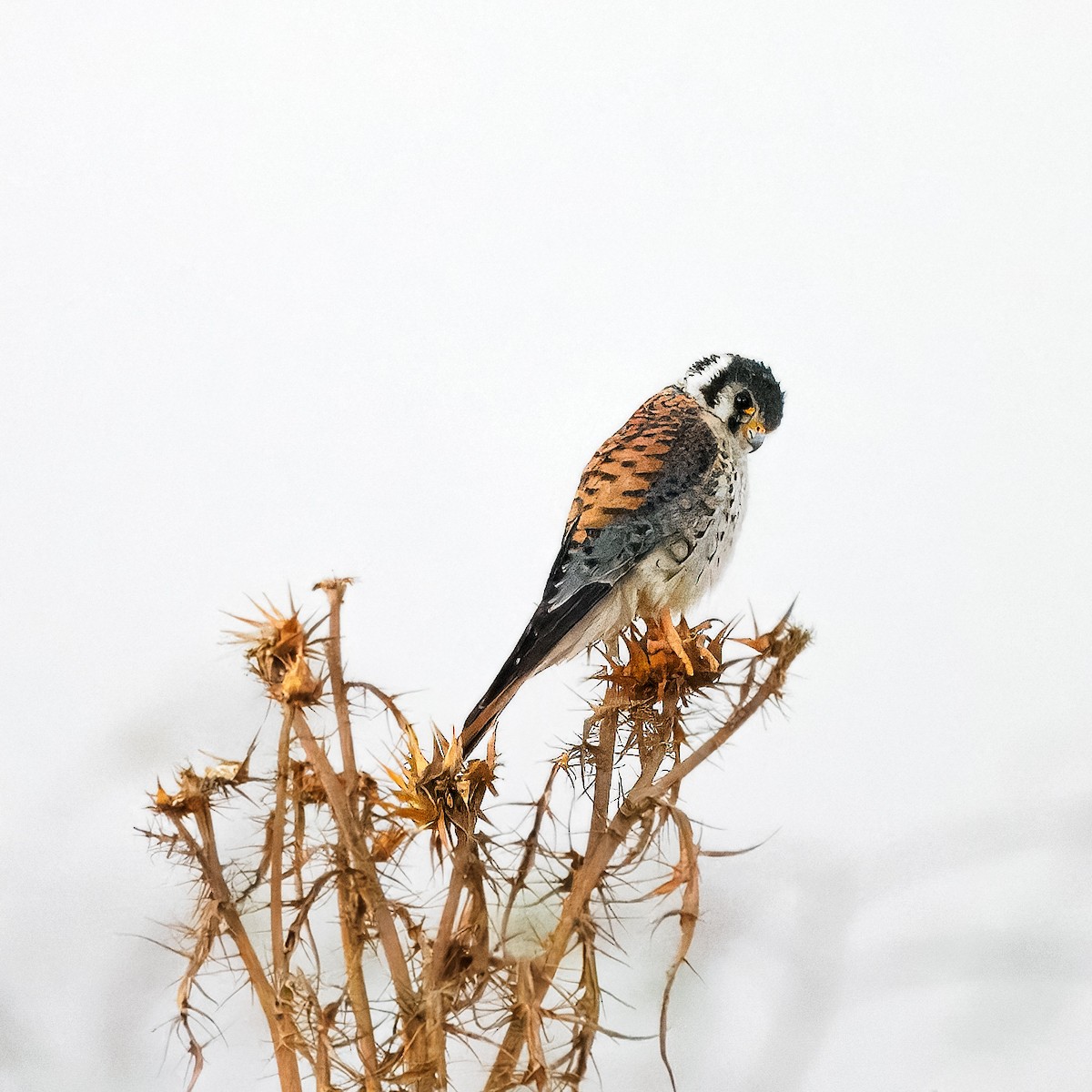 American Kestrel - Oscar Bahamonde