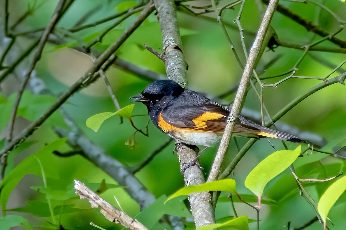 American Redstart - Jim Easton