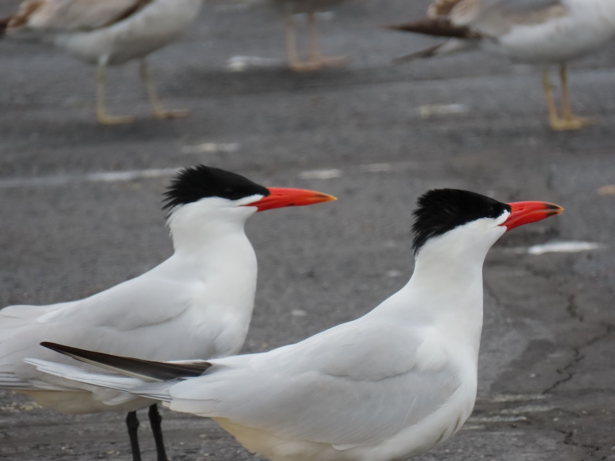 Caspian Tern - Jim Frank