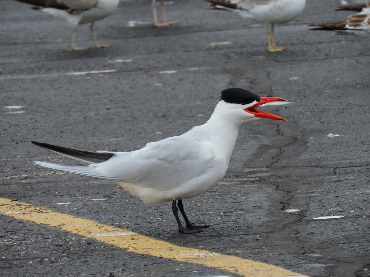 Caspian Tern - Jim Frank