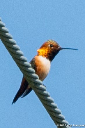 Rufous Hummingbird - Bernadette and Amante Mangaser