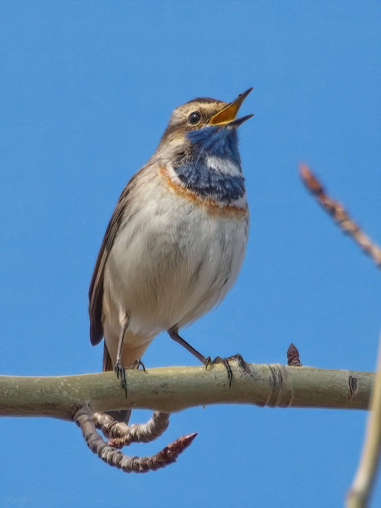 Bluethroat - Ilya R