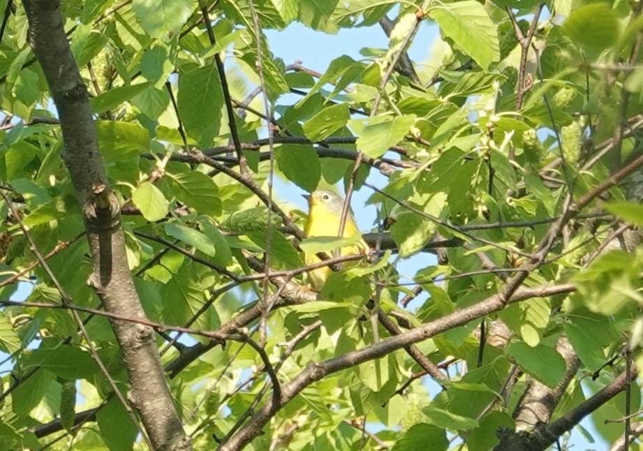 Nashville Warbler - gretchen buxton