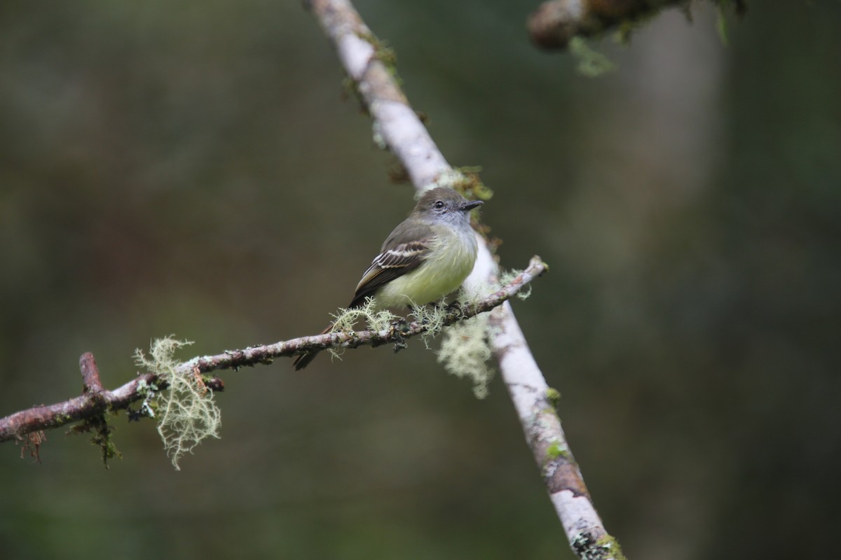 Pale-edged Flycatcher - Desmond Allen