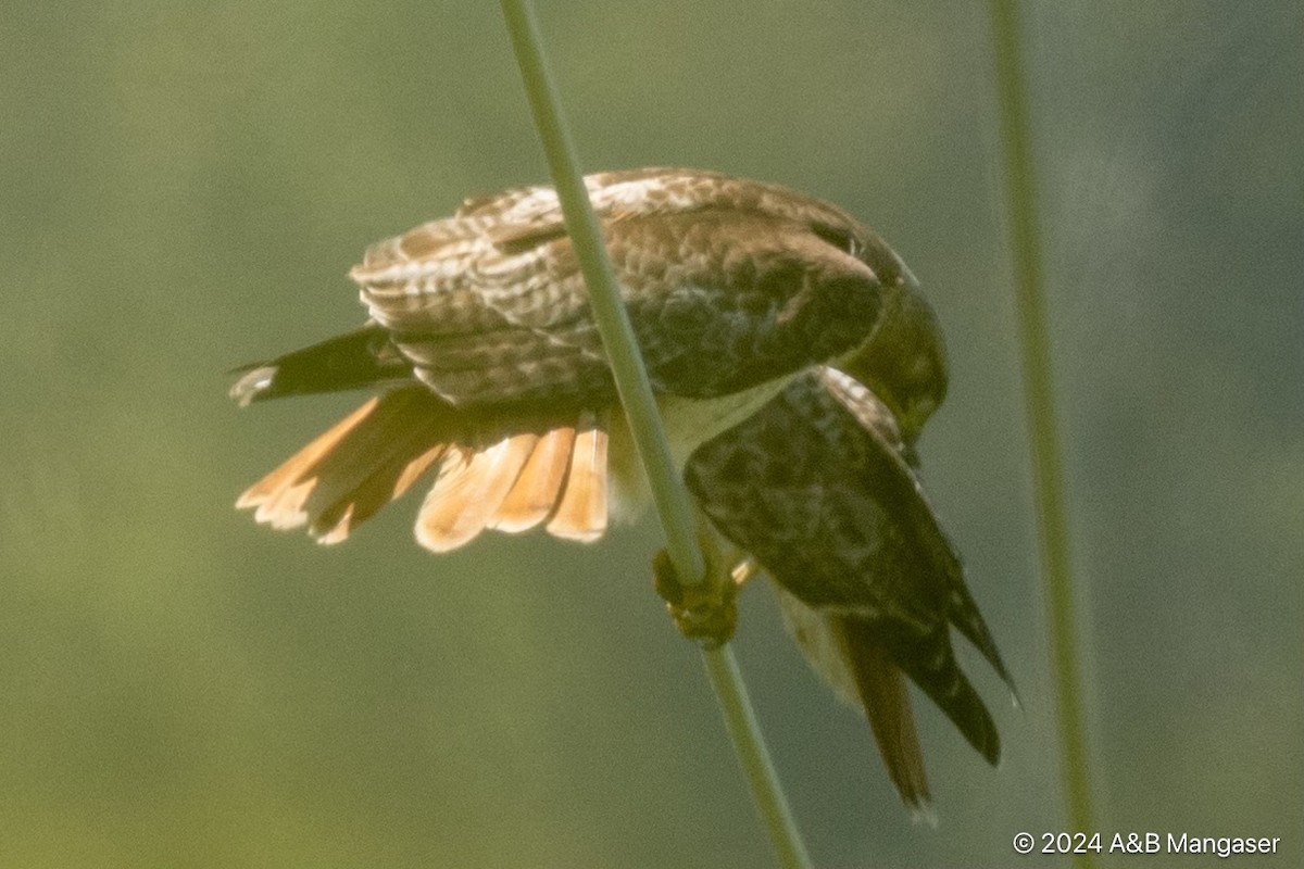 Red-tailed Hawk - Bernadette and Amante Mangaser