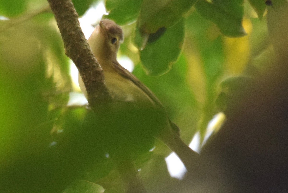 Warbling Vireo - Nestor Herrera