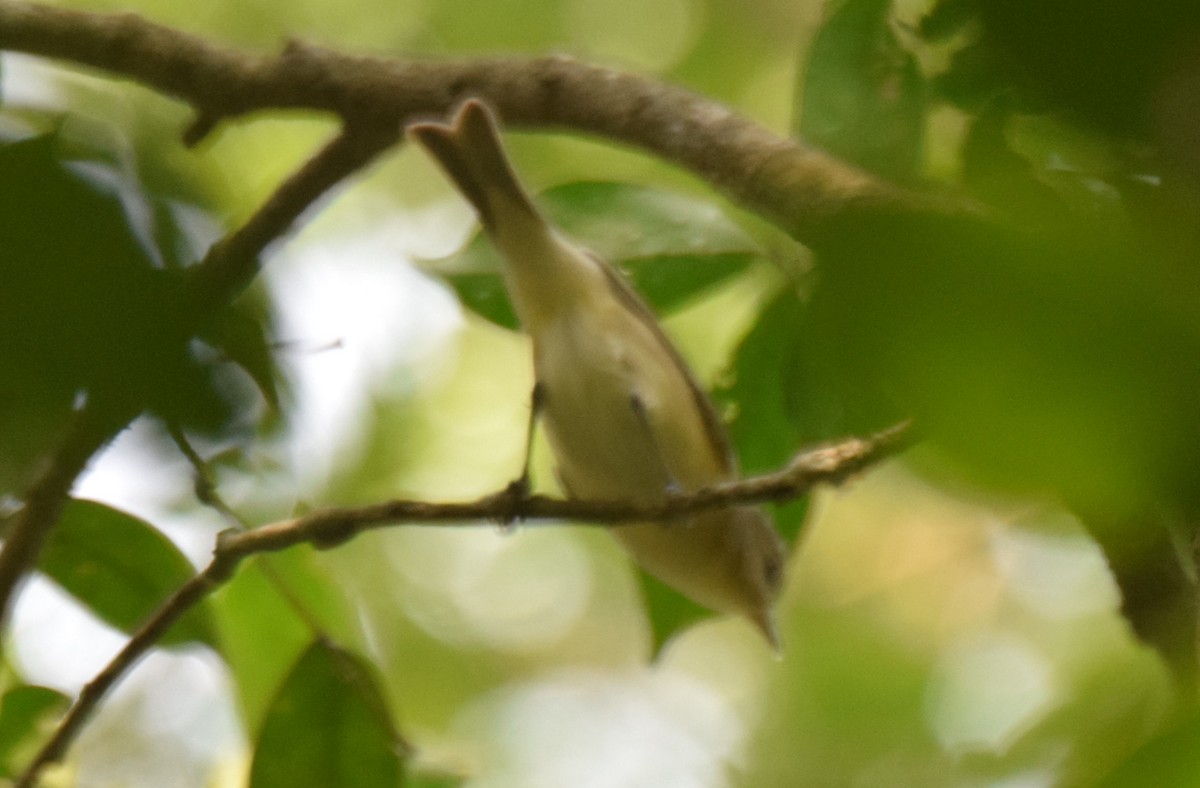 Warbling Vireo - Nestor Herrera