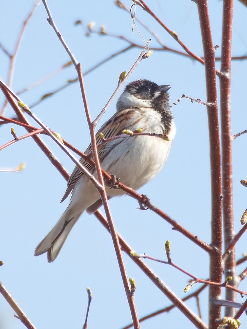 Reed Bunting - Ilya R