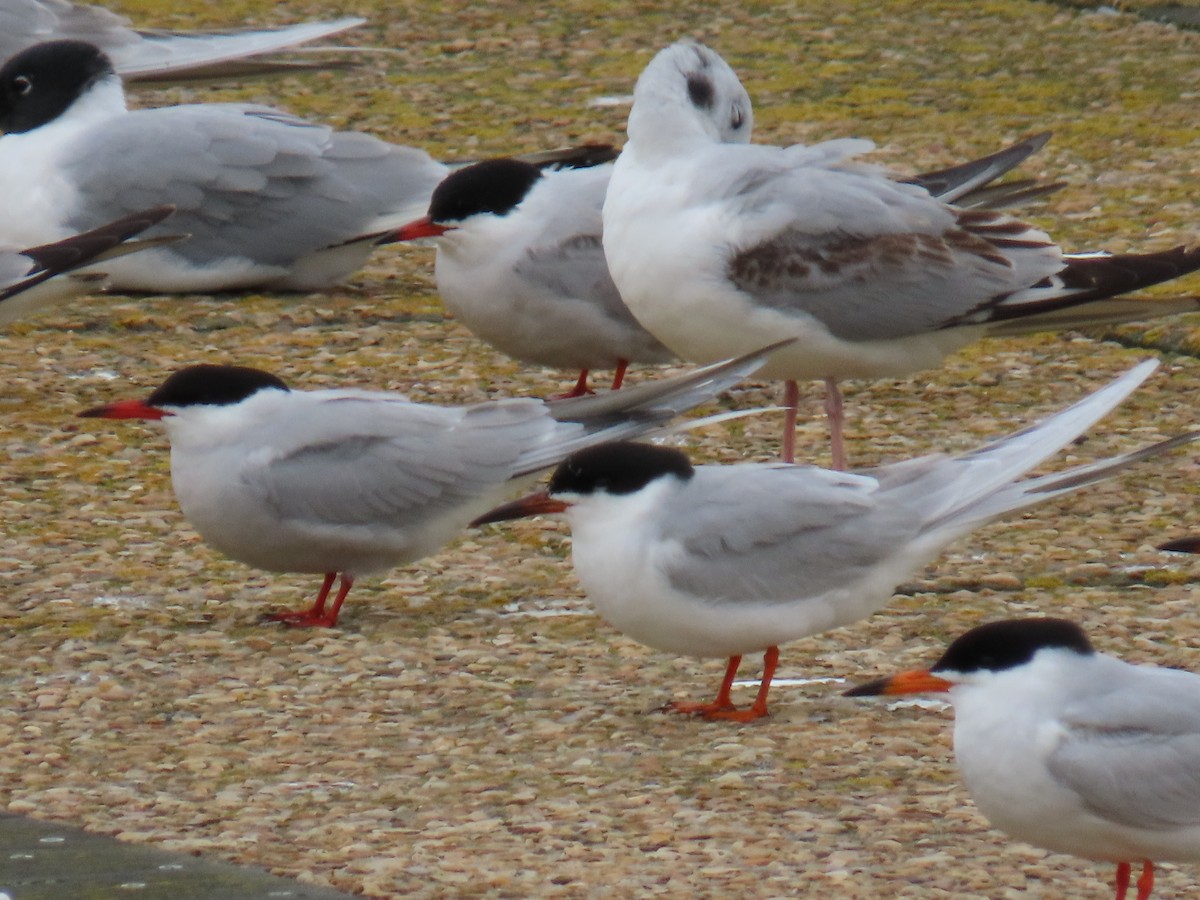 Common Tern - Jim Frank