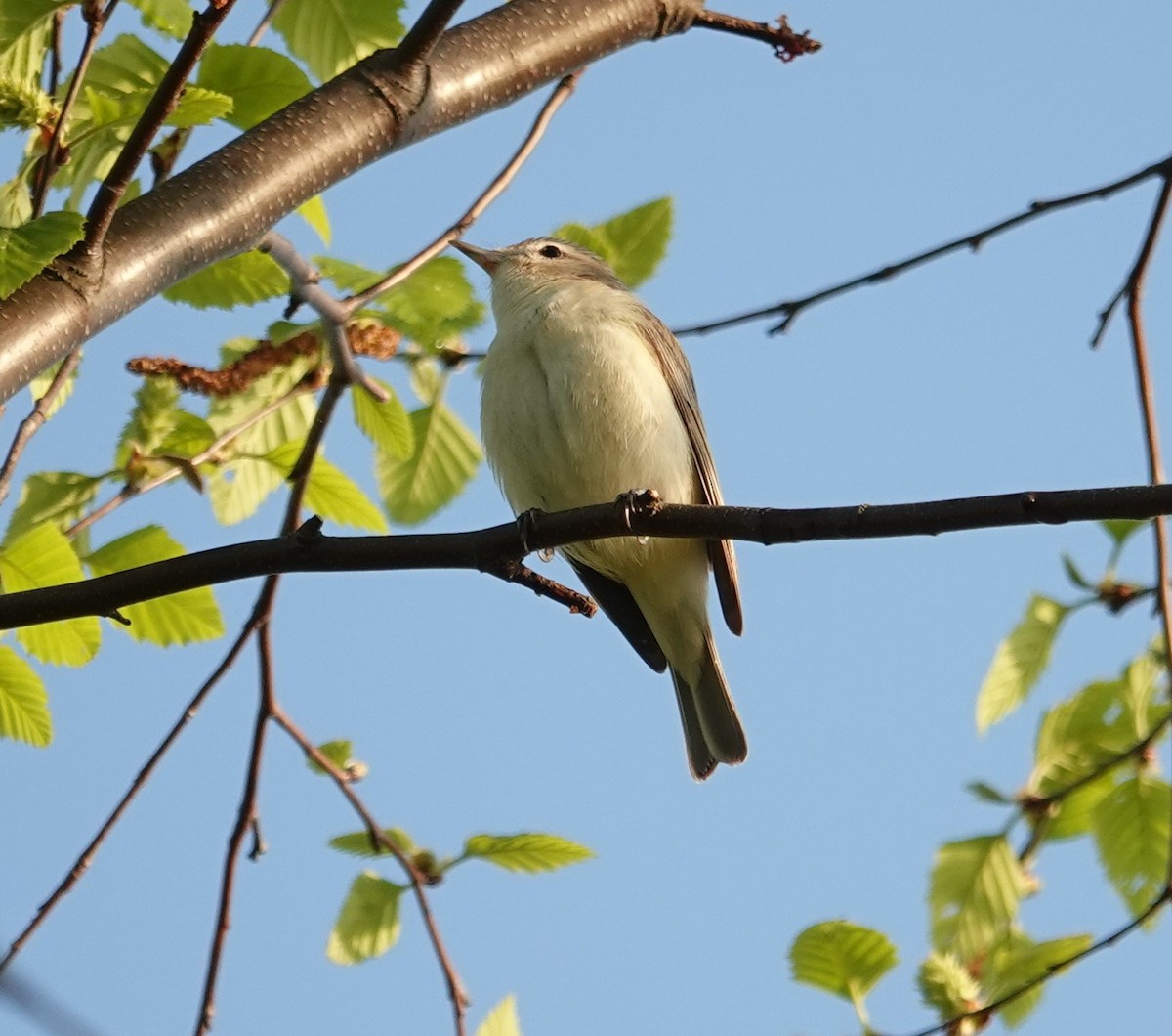 Warbling Vireo - gretchen buxton