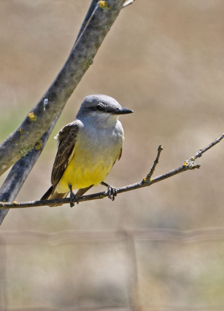 Western Kingbird - ML618152676