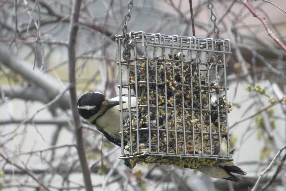 Hairy Woodpecker - Elizabeth Schimelpfenig