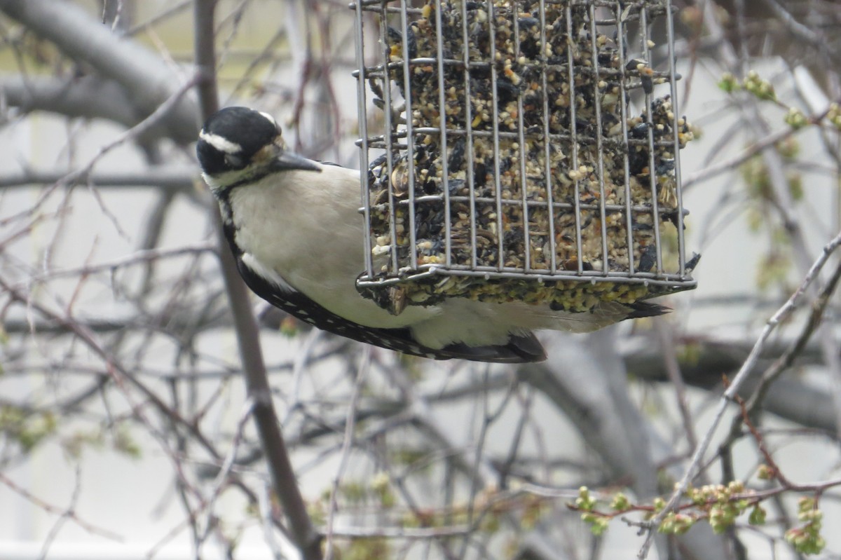 Hairy Woodpecker - Elizabeth Schimelpfenig