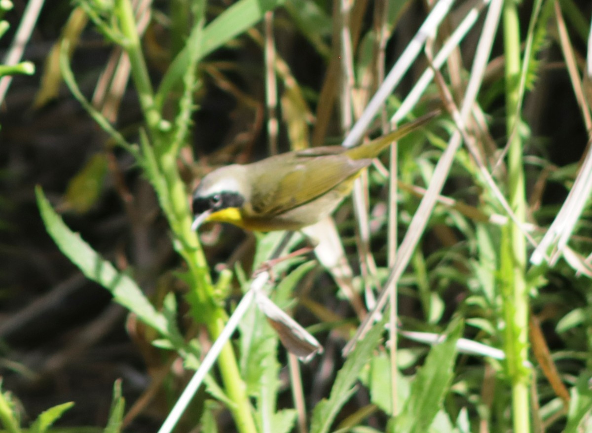 Common Yellowthroat - ML618152684