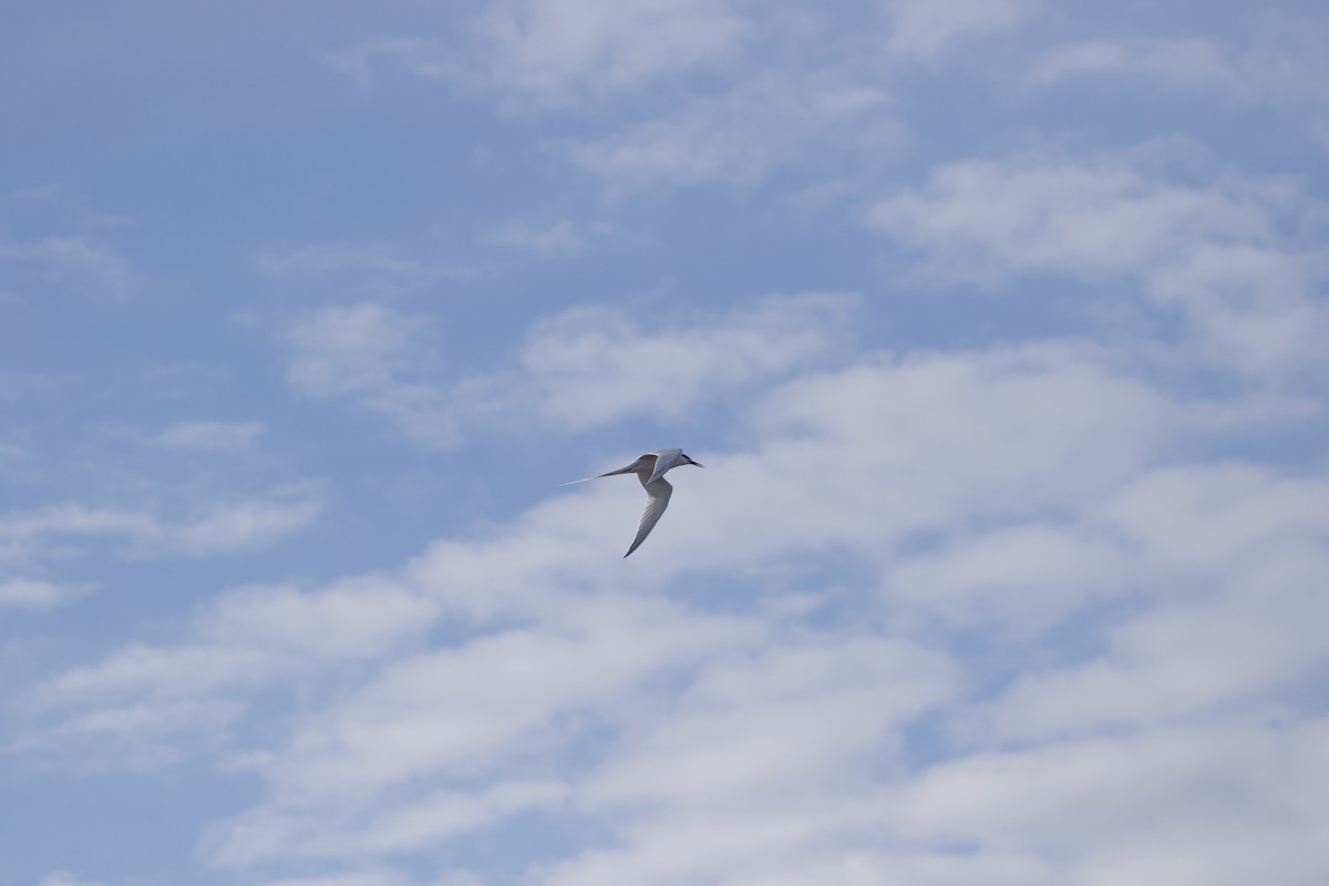 Roseate Tern - ML618152690