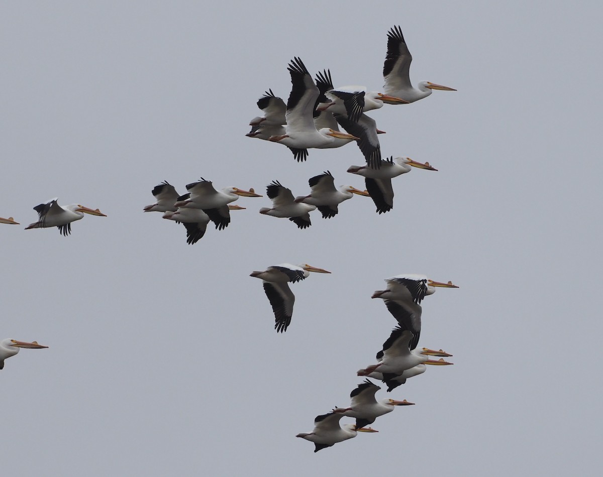 American White Pelican - Simon RB Thompson