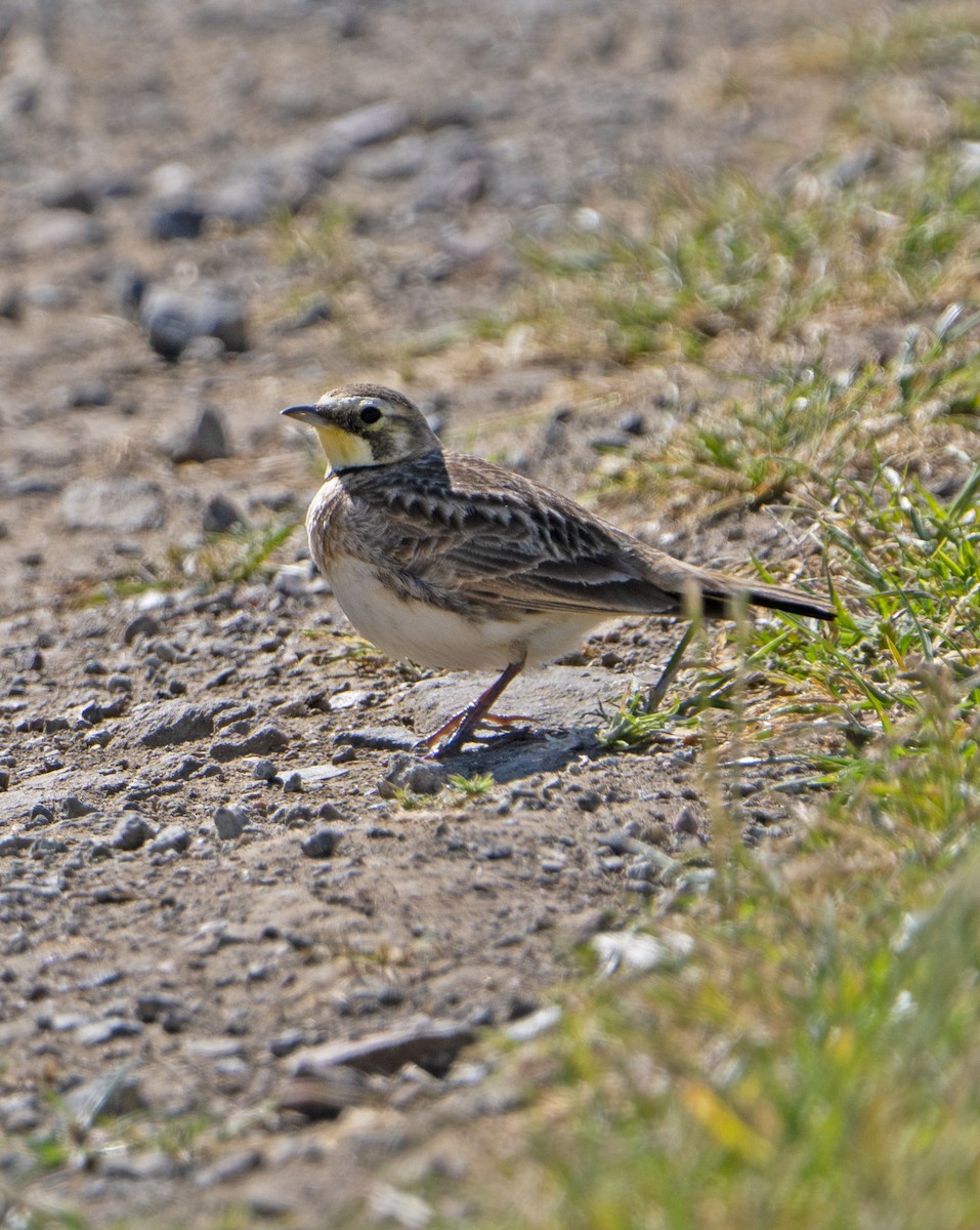 Жайворонок рогатий - ML618152705