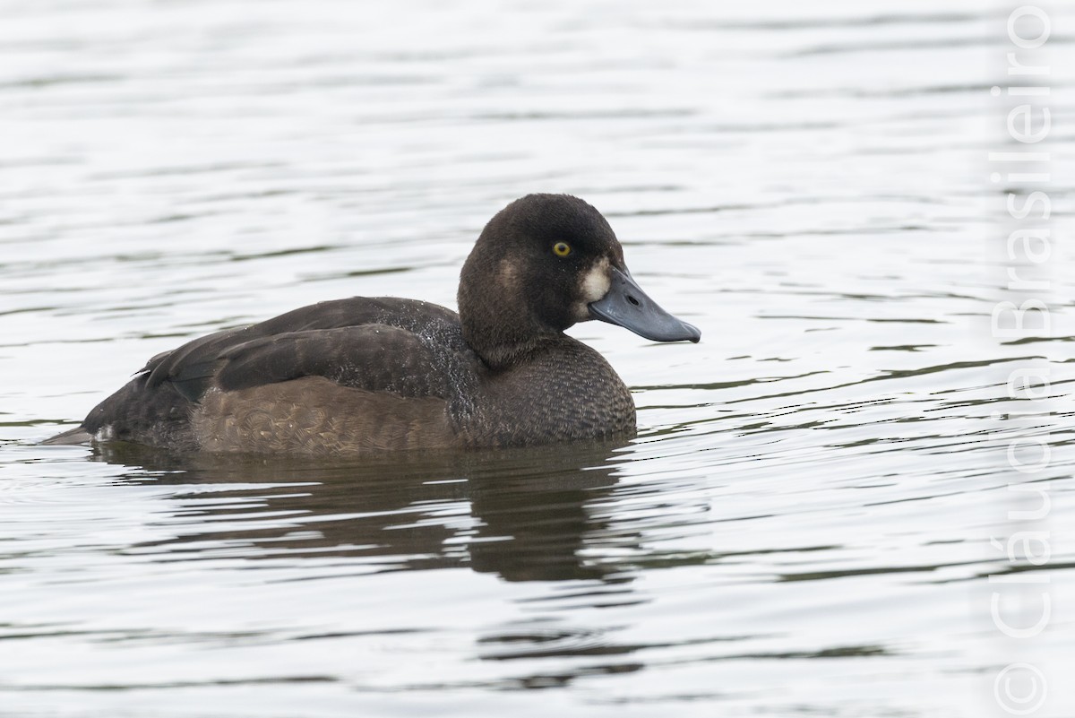 Greater Scaup - Claudia Brasileiro