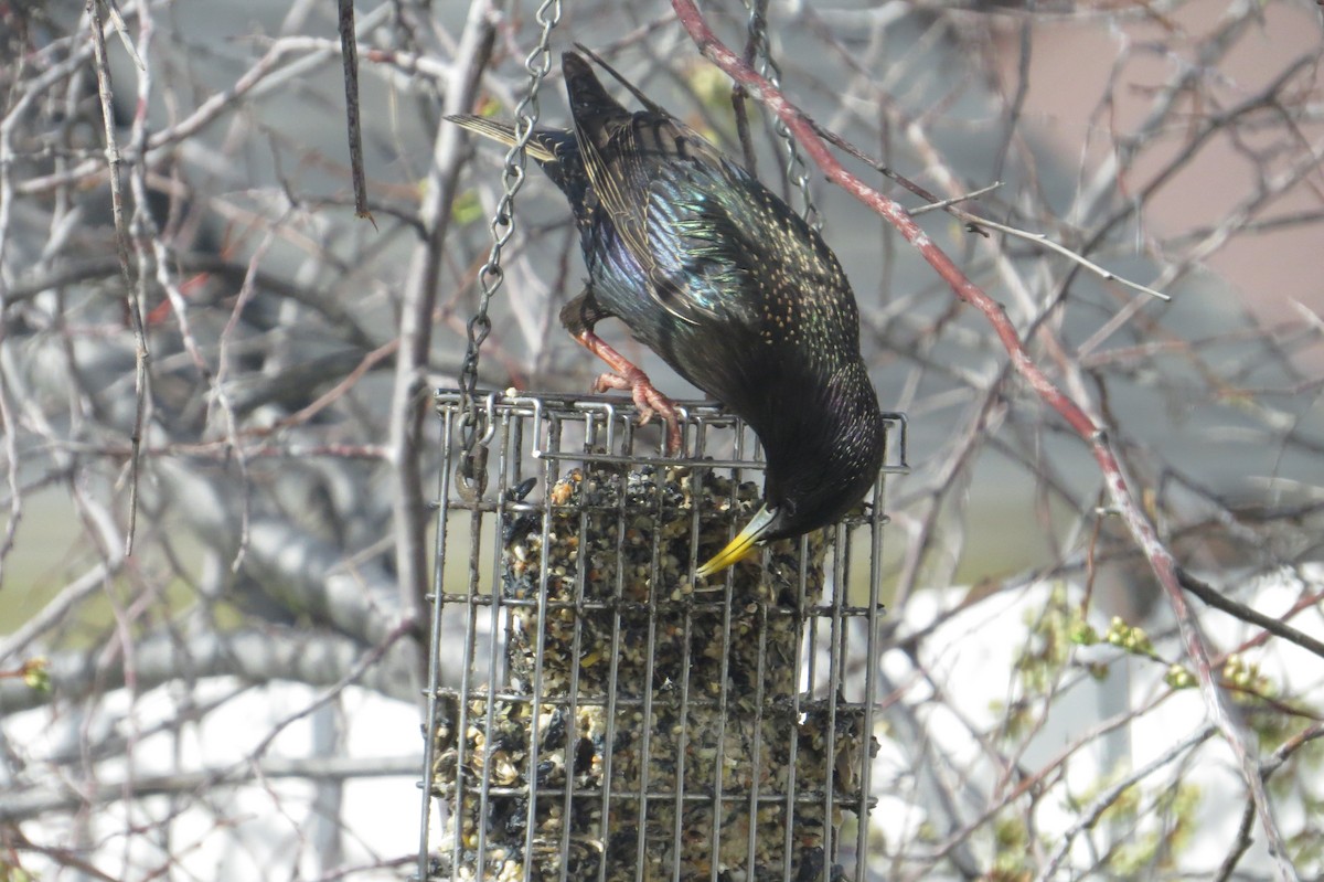 European Starling - Elizabeth Schimelpfenig