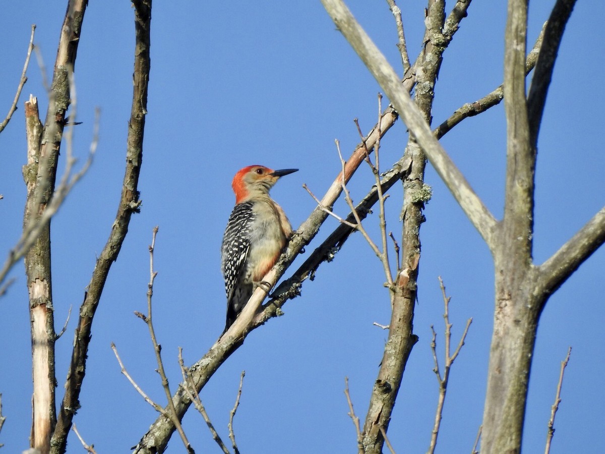 Red-bellied Woodpecker - Anita Hooker