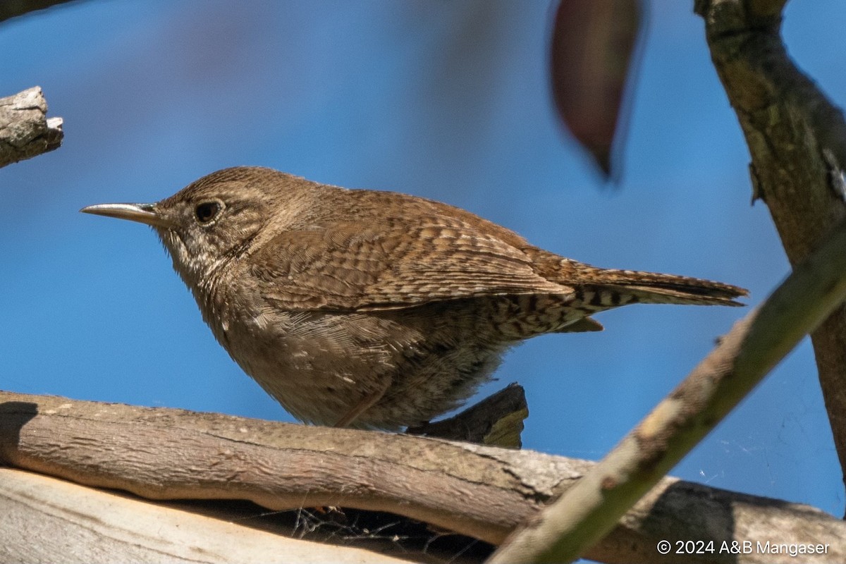 House Wren - Bernadette and Amante Mangaser