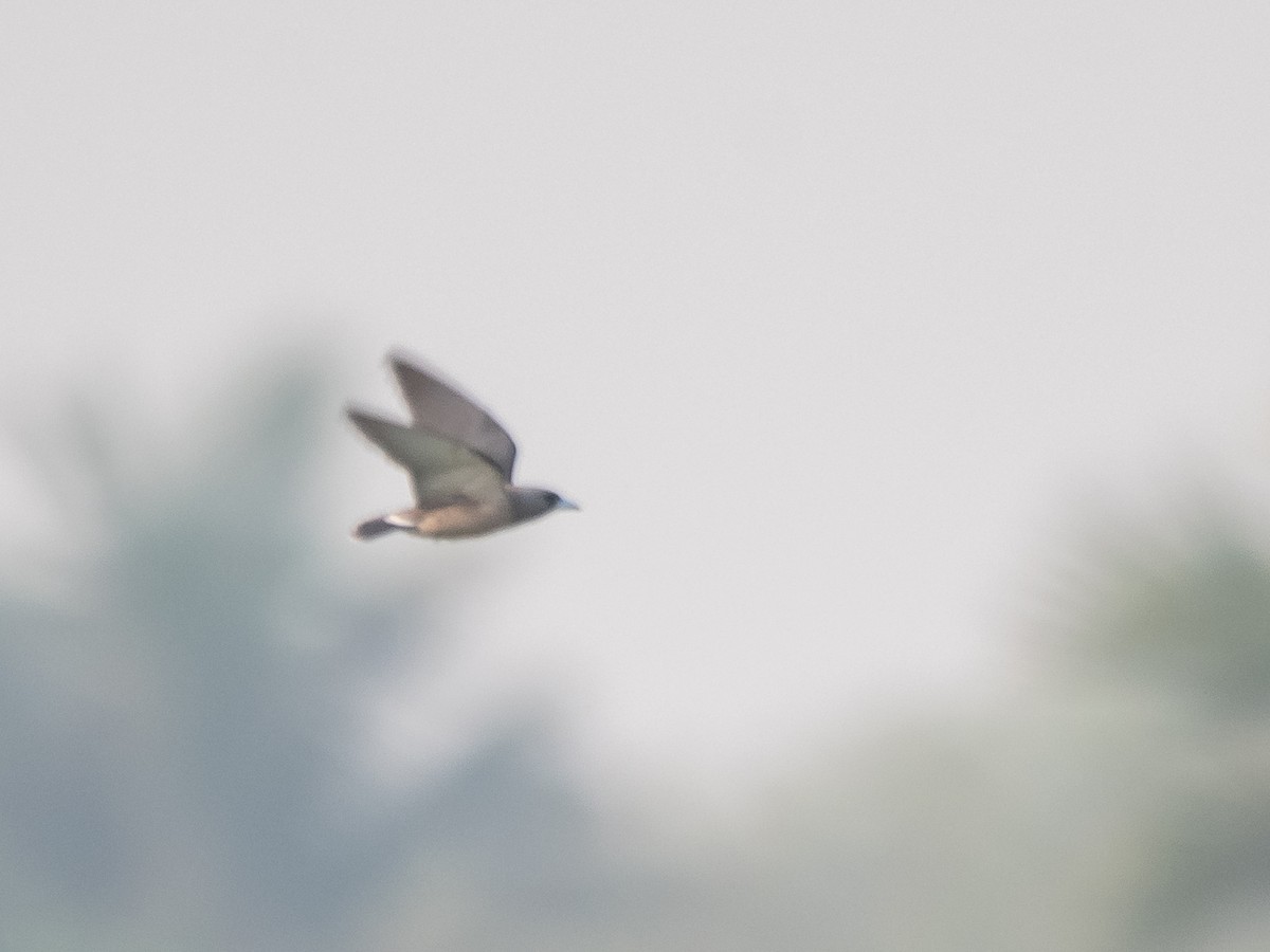 Ashy Woodswallow - Srinivas Mallela