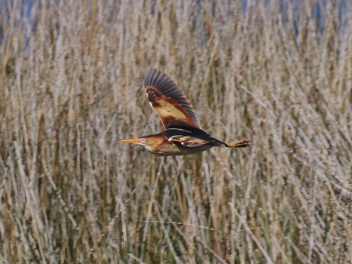 Least Bittern - Doug Beach