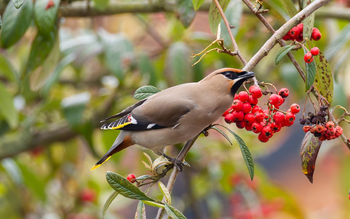 Bohemian Waxwing - Peter Kennerley