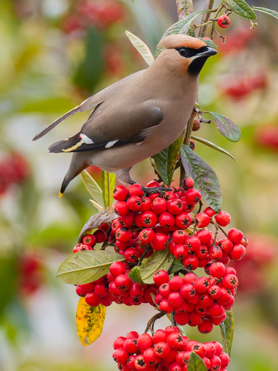 Bohemian Waxwing - Peter Kennerley