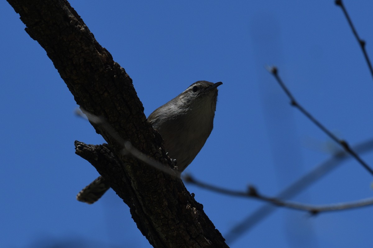 Bewick's Wren - Shane Carroll