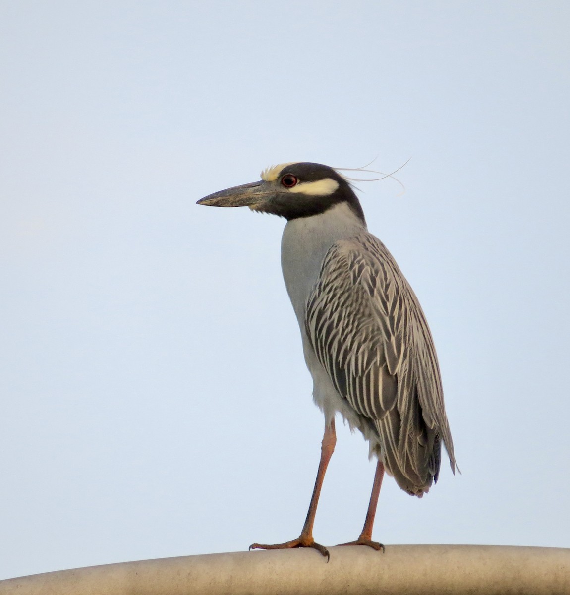 Yellow-crowned Night Heron - Barb Matthews