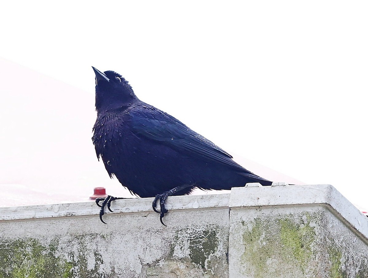 Shiny Cowbird - Maciej  Kotlarski