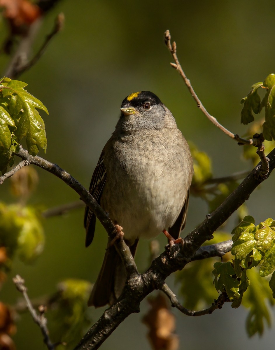 Golden-crowned Sparrow - Nick Viani